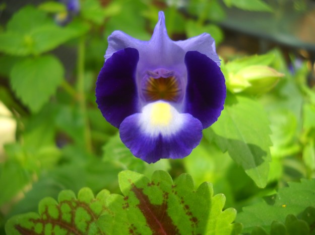 torenia