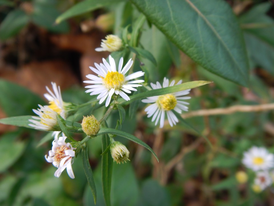 asters