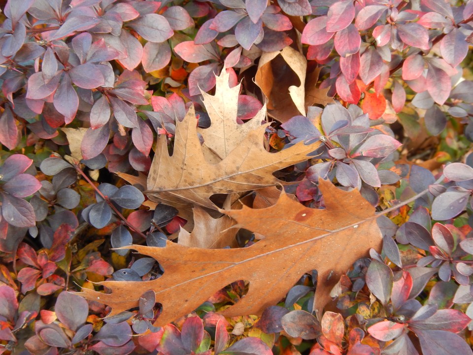 barberry and oak leaves