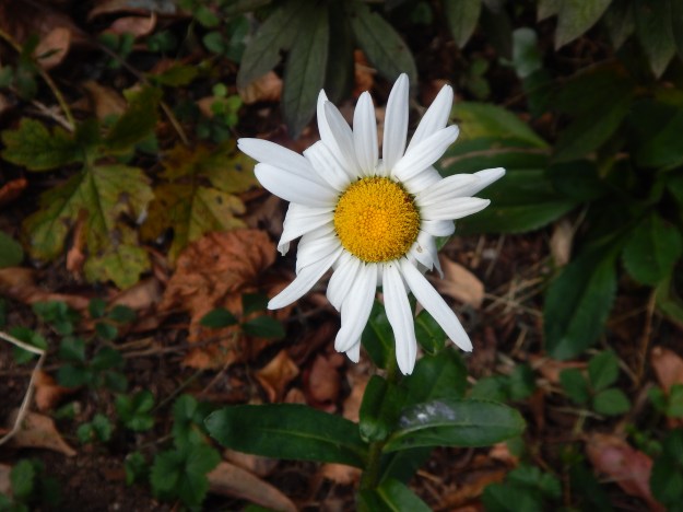 our last shasta daisy