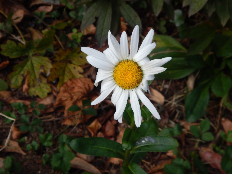 our last shasta daisy