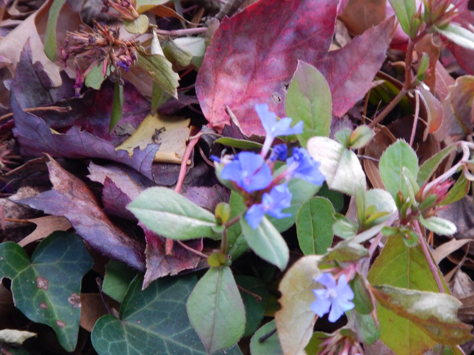 plumbago, ivy, and leaves