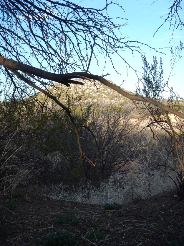 Quail Campground, Dead Horse Ranch State Park