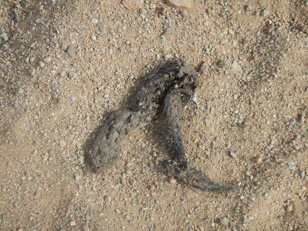 Scat, Saguaro National Park