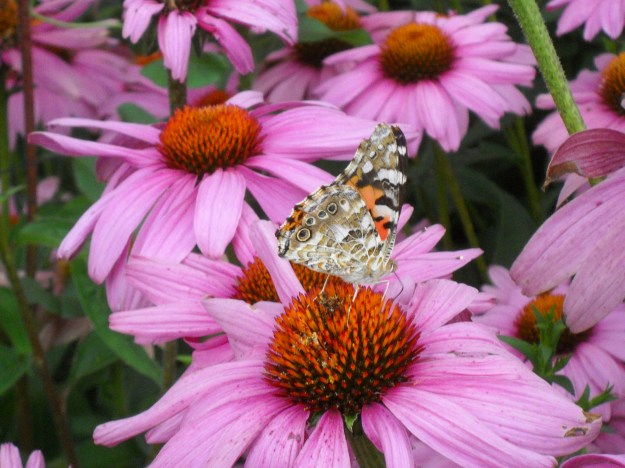 butterfly and coneflowers