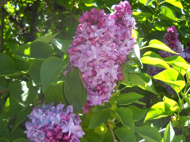 lilacs, Denver Botanic Gardens