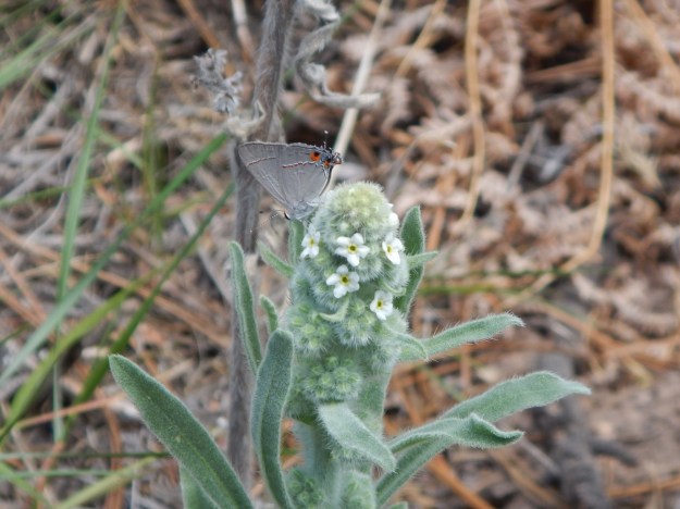 butterfly and flower on the Widforss Trail