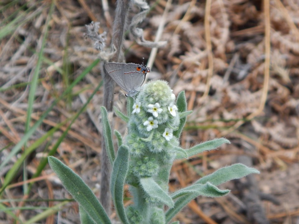 butterfly and flower on the Widforss Trail