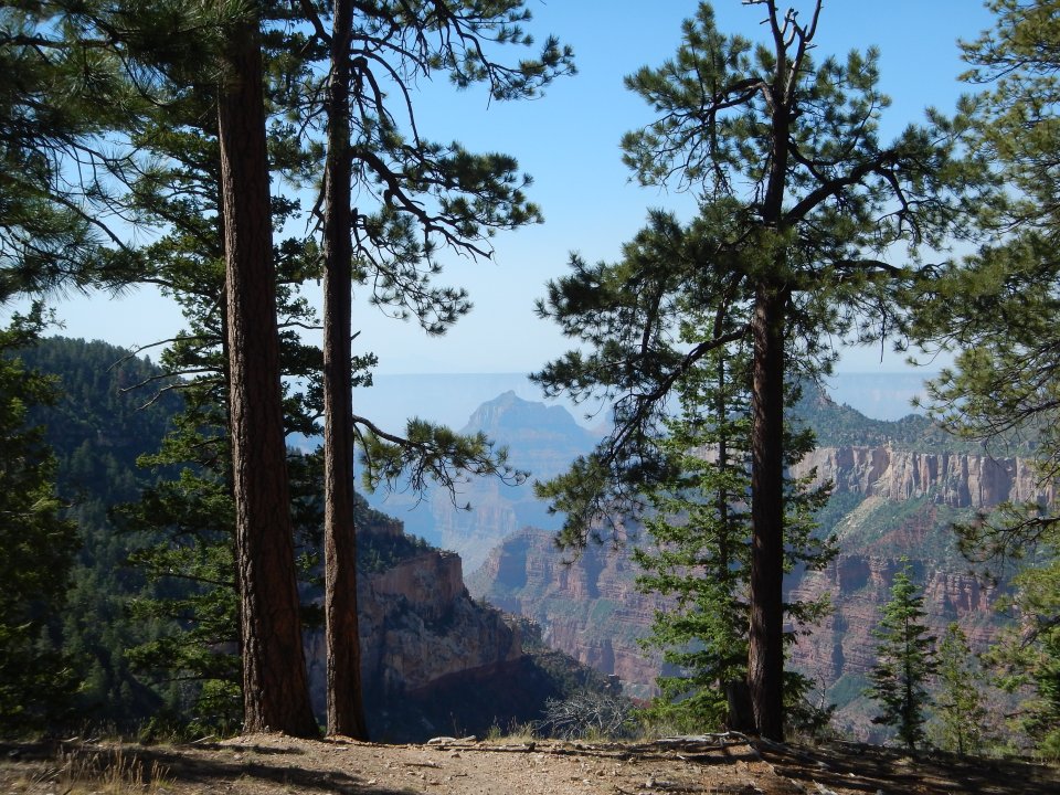 Transept Canyon from Widforss Point