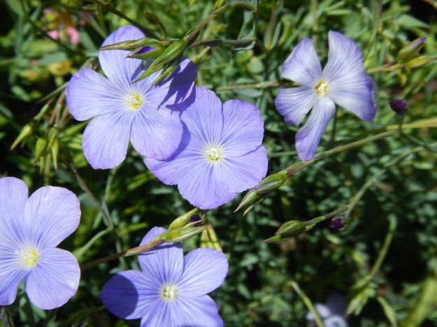 flax, Denver Botanic Gardens