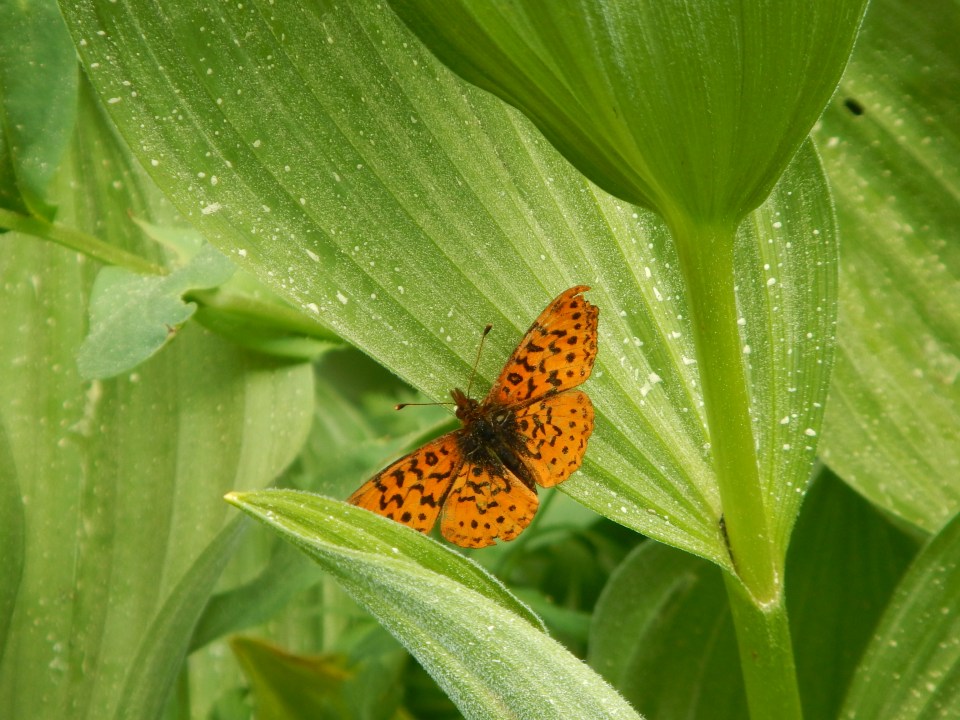 fritillary, Yosemite N.P.