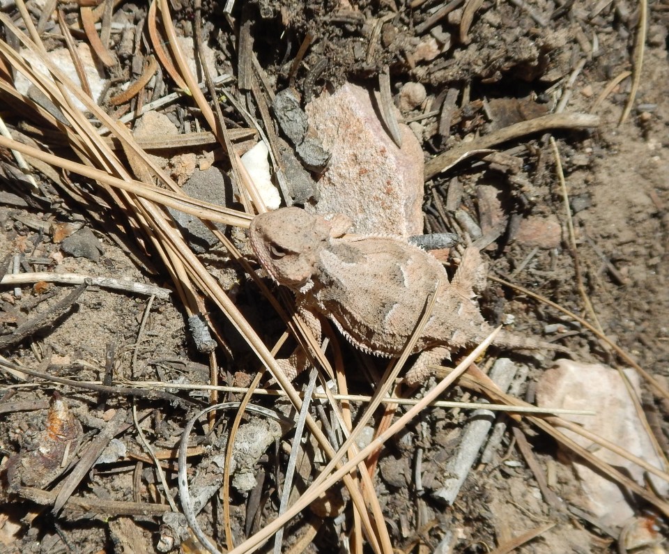 horned toad #2, North Rim