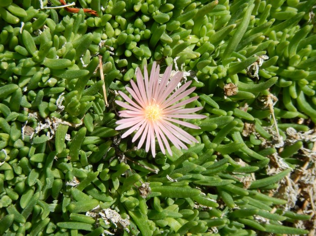 ice plant, Denver Botanic Gardens 