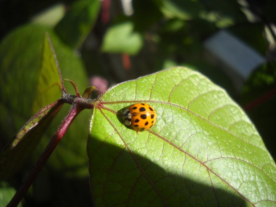 adybug on purple hyacinth bean vine, Charlottesville