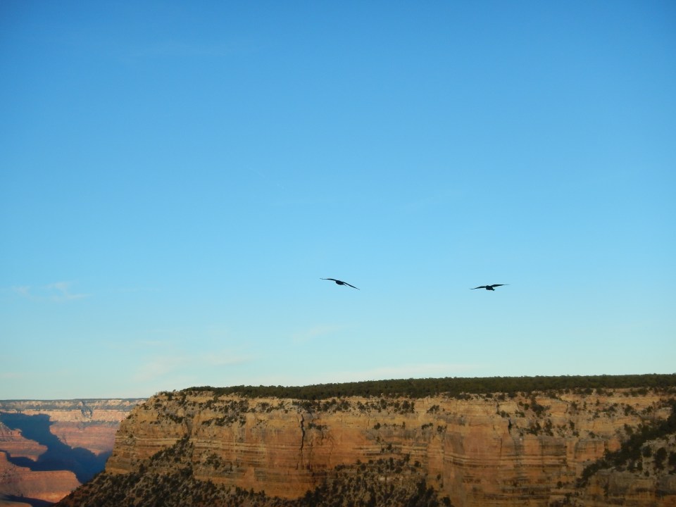 ravens on the South Rim