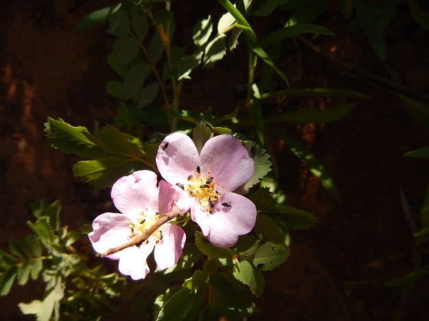 roses in the Kolob