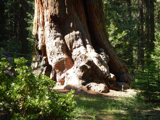 Sequoia feet