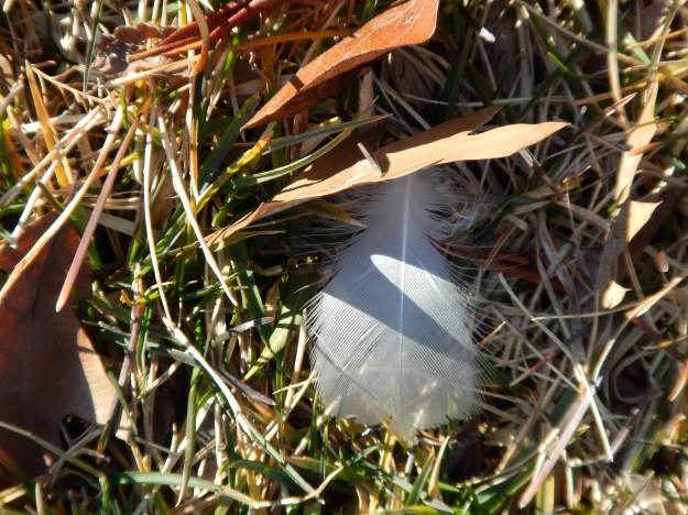 National Garden, U.S. Botanic Garden
