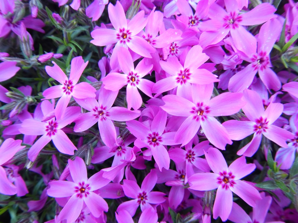 creeping phlox