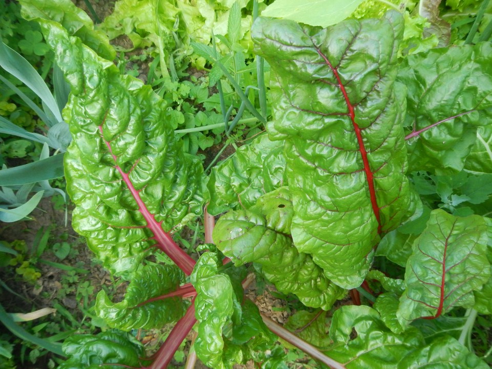 swiss chard, "Rainbow Mix"