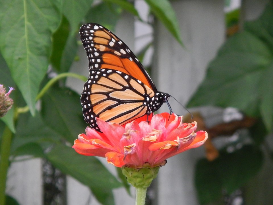 monarch butterfly on zinnia