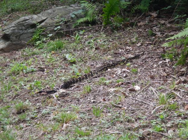 timber rattlesnake, Shenandoah National Park
