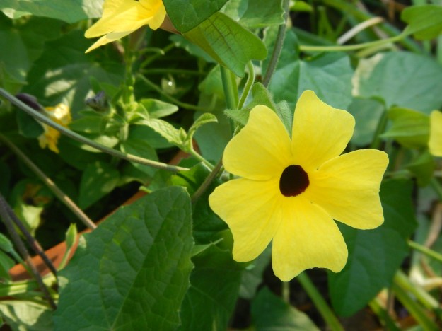 June: black-eyed Susan vine