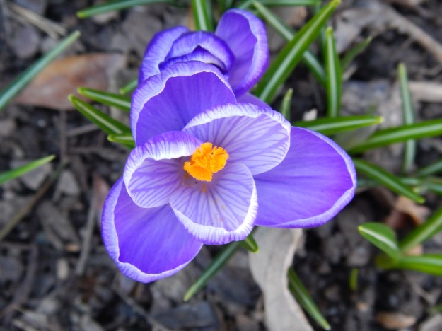 March: crocus