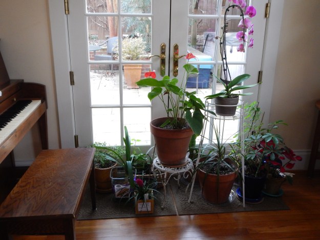 house plants