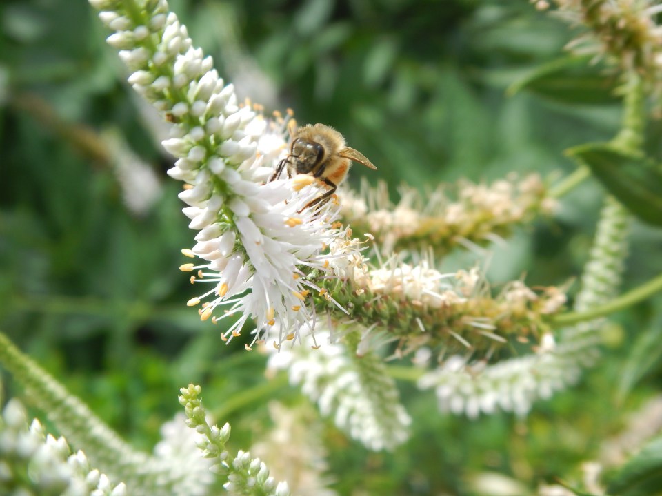 bee and flower, Idaho Botanical Garden