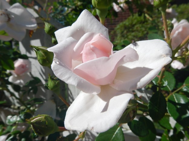 awakening,Tom's rose