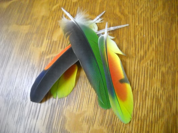 Phoenix feathers for you