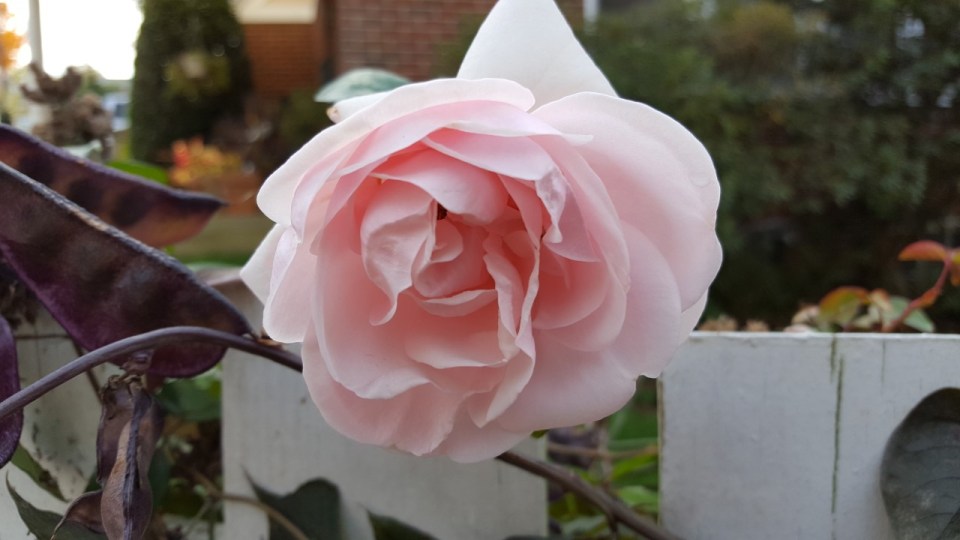 Awakening, November 2016