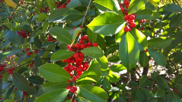 holly, "Savannah," The National Garden, United States Botanic Garden