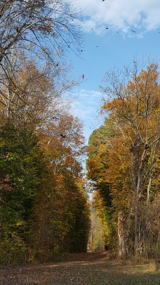 path, Ivy Creek Natural Area