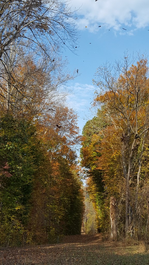 path, Ivy Creek Natural Area