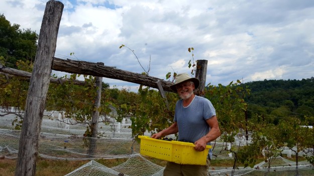 ump Mountain Vineyard, Rockbridge Baths, Virginia