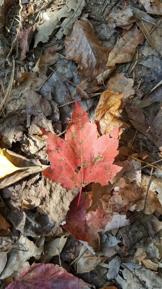 maple leaf