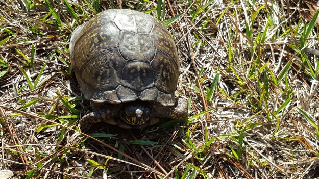 box turtle