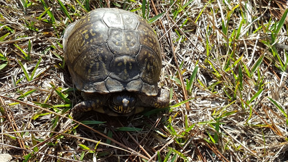 box turtle