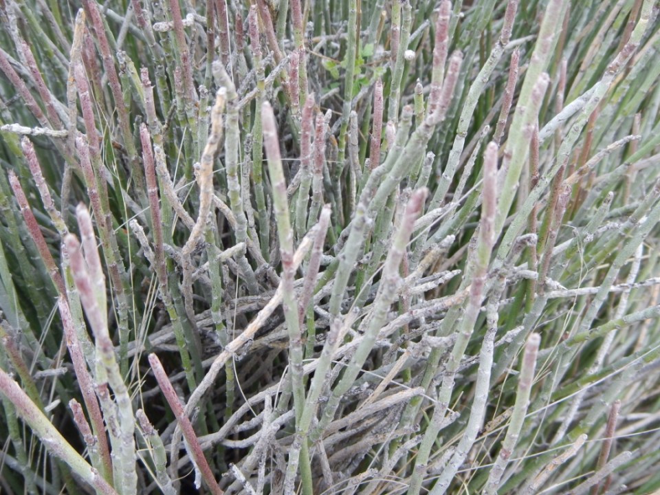 candelilla (Euphorbia antisyphitica)