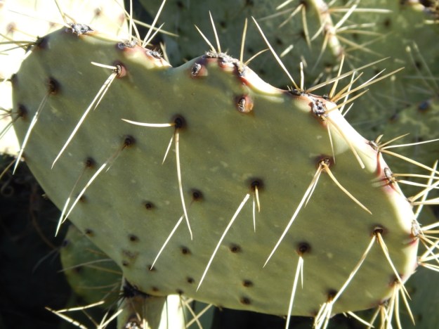 Chisos Mountain pricklypear (Opuntia chisosensis)