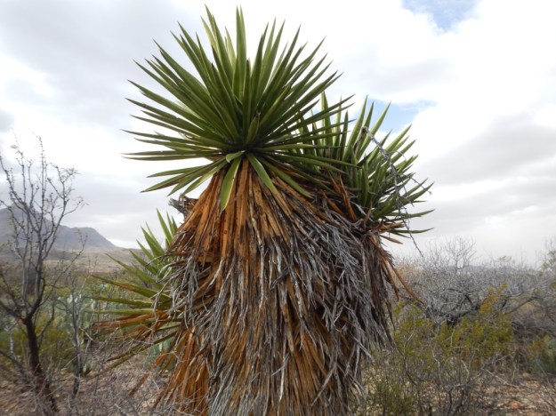 giant dagger yucca (Yucca faxoniana)