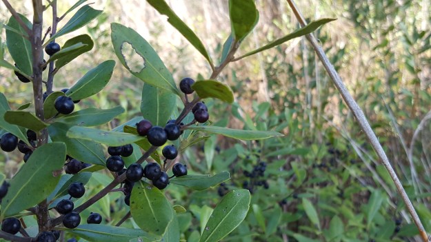 inkberry (Ilex glabra)
