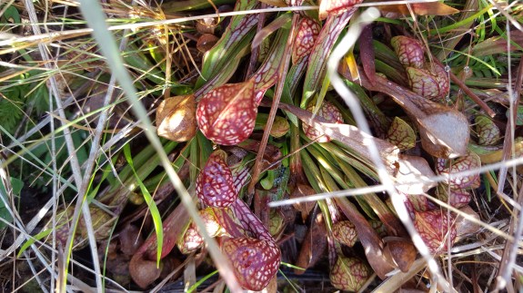 parrot's beak pitcher plant (Sarracenia psittacina)