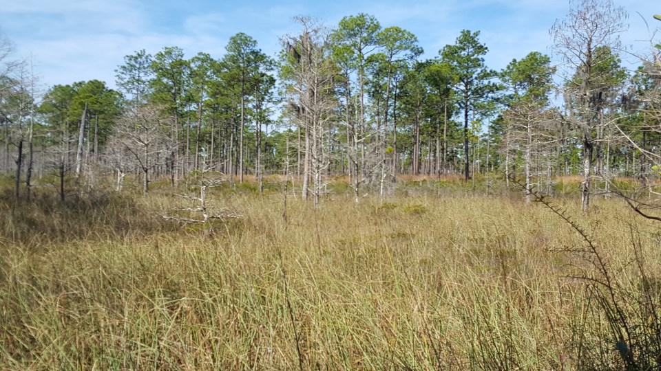 wet pine savannah