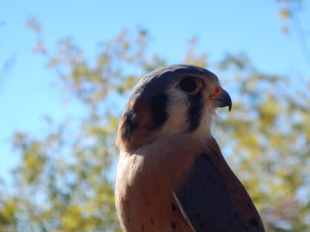 American kestrel (Falco sparverius), Arizona-Sonora Desert Museum