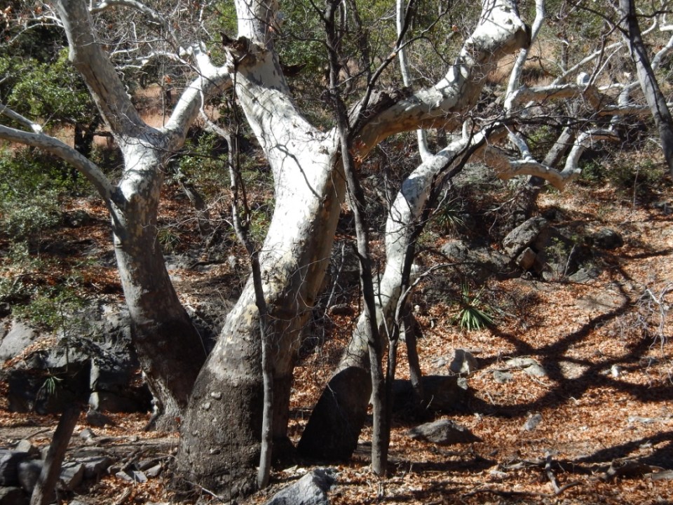 American sycamore (Platanus wrightii), Ramsey Canyon Preserve