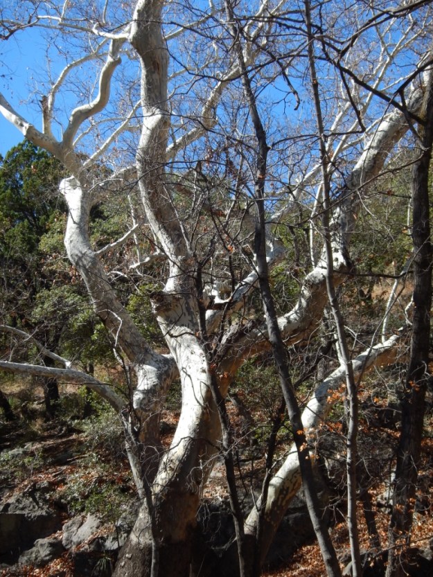 Arizona sycamore (Platanus wrightii), Ramsey Canyon Preserve