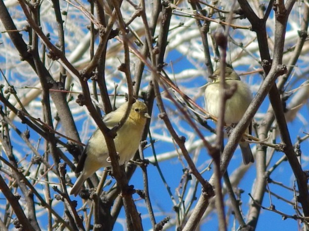 birds (I don't know their names), San Pedro Riparian National Conservation Area